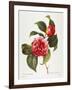 Camellia, 1833-null-Framed Giclee Print