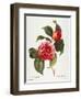 Camellia, 1833-null-Framed Giclee Print