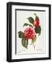 Camellia, 1833-null-Framed Giclee Print