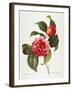 Camellia, 1833-null-Framed Giclee Print