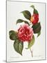 Camellia, 1833-null-Mounted Giclee Print