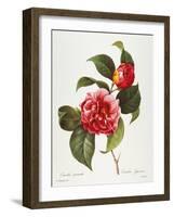 Camellia, 1833-null-Framed Giclee Print