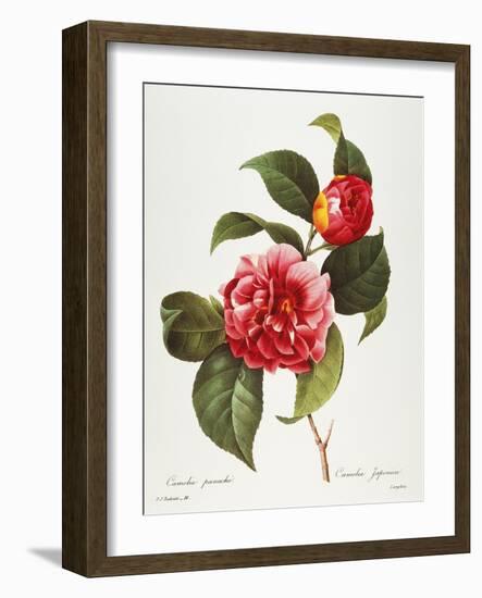 Camellia, 1833-null-Framed Giclee Print