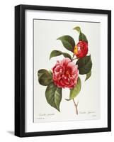 Camellia, 1833-null-Framed Giclee Print