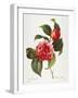 Camellia, 1833-null-Framed Giclee Print