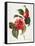 Camellia, 1833-null-Framed Stretched Canvas