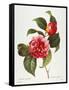 Camellia, 1833-null-Framed Stretched Canvas