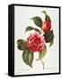 Camellia, 1833-null-Framed Stretched Canvas