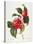 Camellia, 1833-null-Stretched Canvas