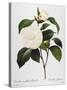 Camellia, 1833-null-Stretched Canvas