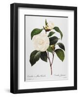 Camellia, 1833-null-Framed Giclee Print