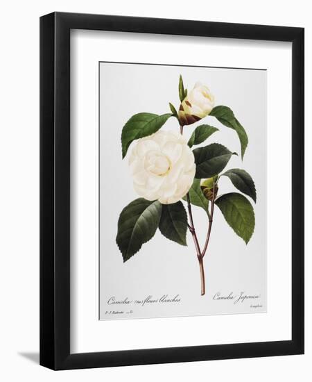 Camellia, 1833-null-Framed Giclee Print