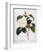 Camellia, 1833-null-Framed Giclee Print