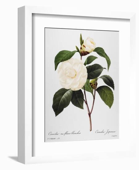 Camellia, 1833-null-Framed Giclee Print