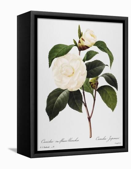 Camellia, 1833-null-Framed Stretched Canvas