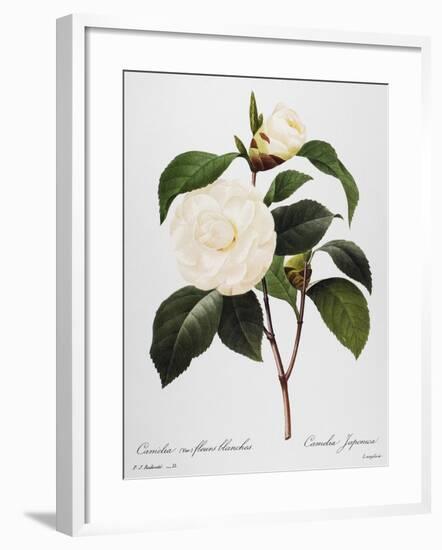 Camellia, 1833-null-Framed Giclee Print