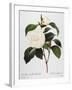 Camellia, 1833-null-Framed Giclee Print