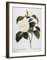 Camellia, 1833-null-Framed Giclee Print