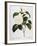 Camellia, 1833-null-Framed Giclee Print