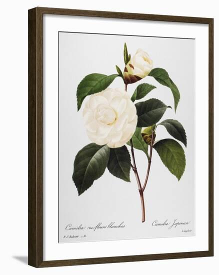 Camellia, 1833-null-Framed Giclee Print