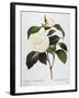 Camellia, 1833-null-Framed Giclee Print