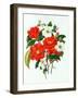 Camellia Adolf Audusson-Ursula Hodgson-Framed Giclee Print