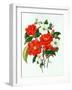 Camellia Adolf Audusson-Ursula Hodgson-Framed Giclee Print