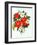 Camellia Adolf Audusson-Ursula Hodgson-Framed Giclee Print