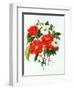 Camellia Adolf Audusson-Ursula Hodgson-Framed Giclee Print