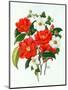 Camellia Adolf Audusson-Ursula Hodgson-Mounted Giclee Print