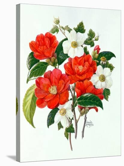 Camellia Adolf Audusson-Ursula Hodgson-Stretched Canvas