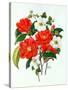 Camellia Adolf Audusson-Ursula Hodgson-Stretched Canvas