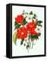 Camellia Adolf Audusson-Ursula Hodgson-Framed Stretched Canvas