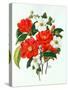 Camellia Adolf Audusson-Ursula Hodgson-Stretched Canvas