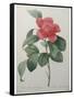 Camellia Amenonefolia-Pierre-Joseph Redoute-Framed Stretched Canvas