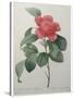 Camellia Amenonefolia-Pierre-Joseph Redoute-Stretched Canvas