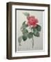 Camellia Amenonefolia-Pierre-Joseph Redoute-Framed Art Print