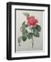 Camellia Amenonefolia-Pierre-Joseph Redoute-Framed Art Print