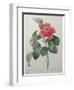 Camellia Amenonefolia-Pierre-Joseph Redoute-Framed Art Print