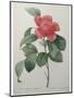 Camellia Amenonefolia-Pierre-Joseph Redoute-Mounted Art Print