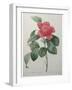 Camellia Amenonefolia-Pierre-Joseph Redoute-Framed Art Print