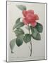 Camellia Amenonefolia-Pierre-Joseph Redoute-Mounted Art Print