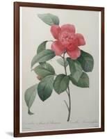 Camellia Amenonefolia-Pierre-Joseph Redoute-Framed Art Print