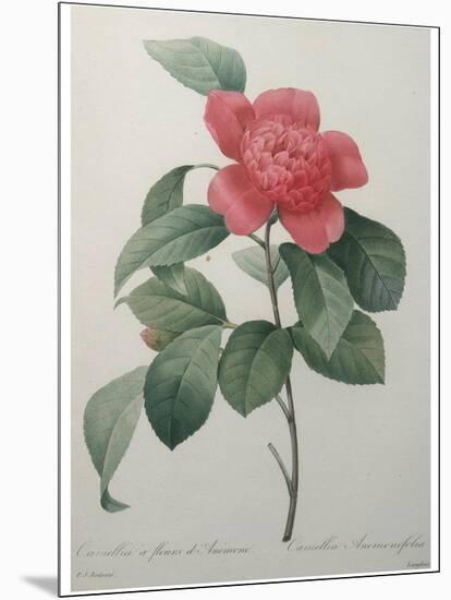 Camellia Amenonefolia-Pierre-Joseph Redoute-Mounted Art Print