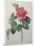 Camellia Amenonefolia-Pierre-Joseph Redoute-Mounted Art Print