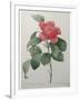 Camellia Amenonefolia-Pierre-Joseph Redoute-Framed Art Print