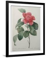 Camellia Amenonefolia-Pierre-Joseph Redoute-Framed Art Print