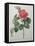 Camellia Amenonefolia-Pierre-Joseph Redoute-Framed Stretched Canvas