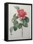 Camellia Amenonefolia-Pierre-Joseph Redoute-Framed Stretched Canvas