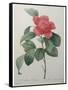 Camellia Amenonefolia-Pierre-Joseph Redoute-Framed Stretched Canvas